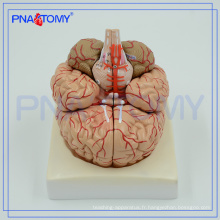 PNT-0611 Modèle anatomique avancé du cerveau, modèle cérébral 3D